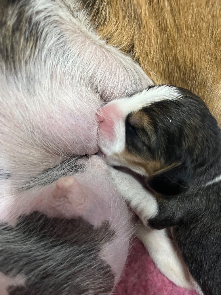Des Gardiens D'Alma - Chiots disponibles - Beagle