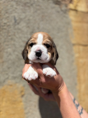 CHIOT 2