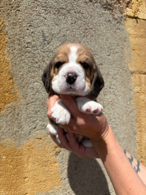 CHIOT 3