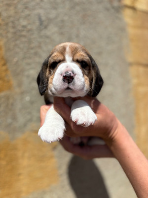 CHIOT 4