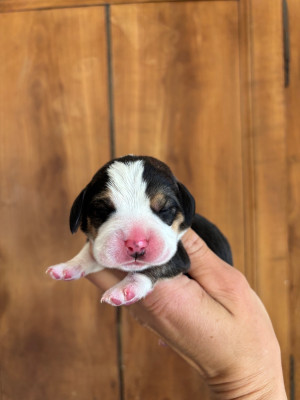 CHIOT 1