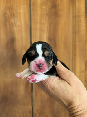CHIOT 2