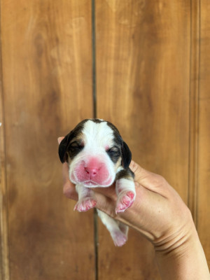 CHIOT 3