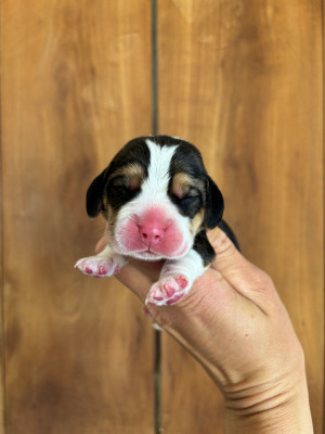 CHIOT 5