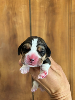 CHIOT 6