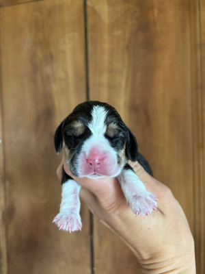 CHIOT 1