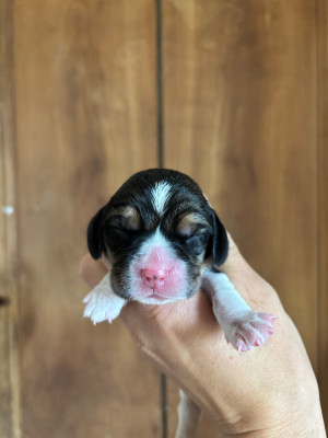 CHIOT 2