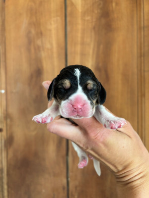 CHIOT 3