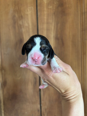 CHIOT 4