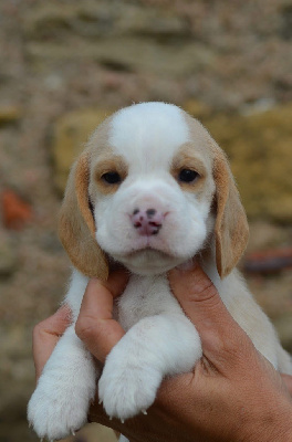 Harper 