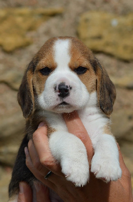 Aslan 