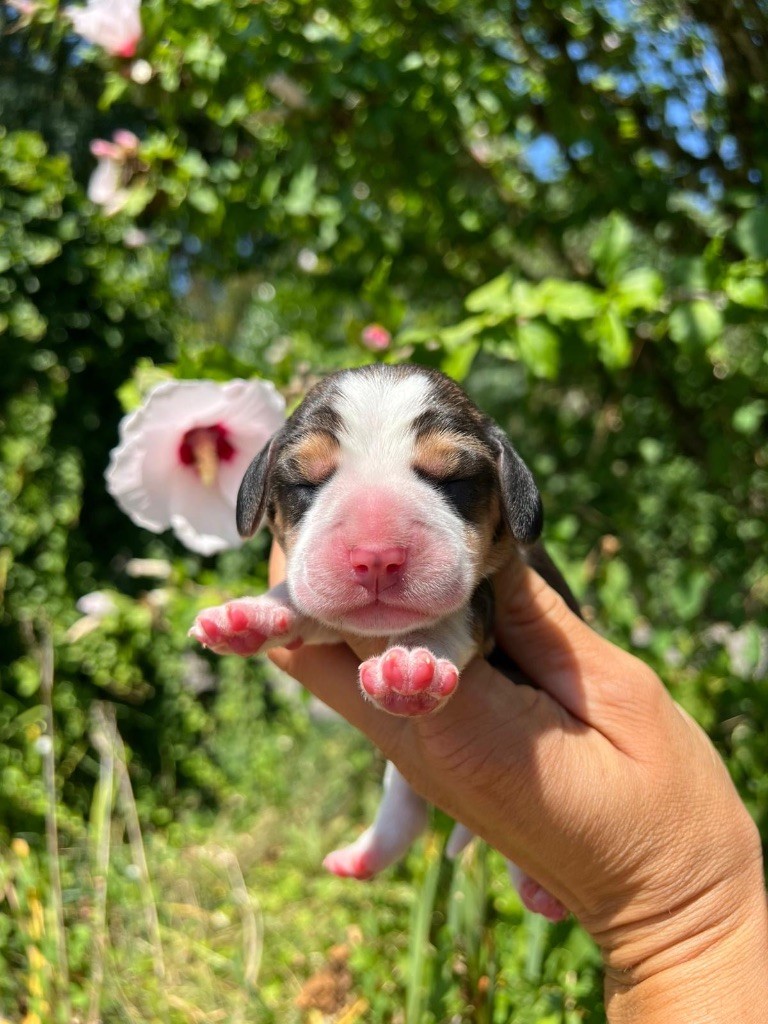 Des Gardiens D'Alma - Chiots disponibles - Beagle